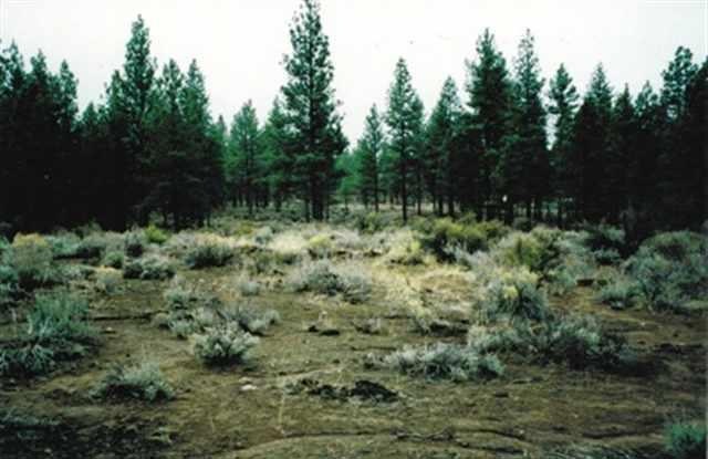 Primary Photo