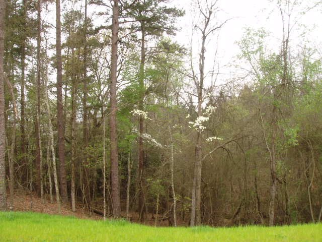 5002 Currie Dr, Oxford, MS 38655 - photo 1