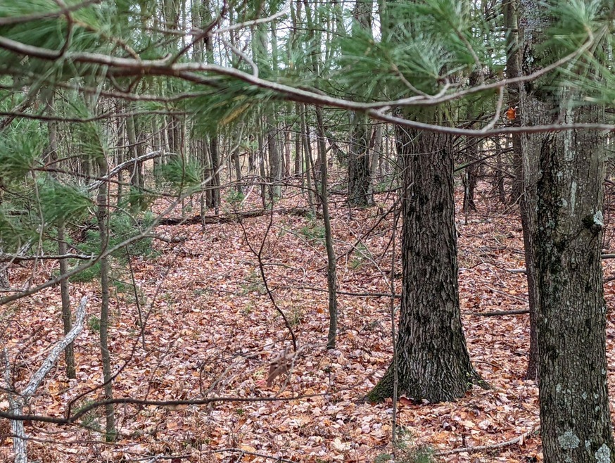 0 E Lincoln St, Brohman, MI 49312 - photo 1