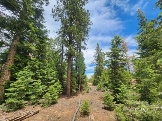 Mature Pine on Level Lot