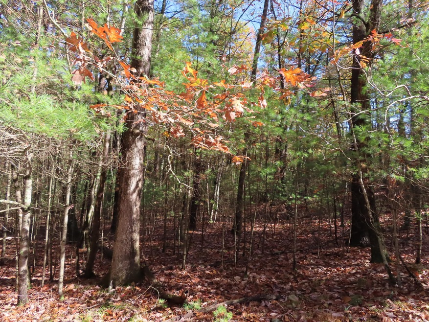 Lot 536 Timber Ridge Dr, Lackawaxen Township, PA 18428 - photo 1