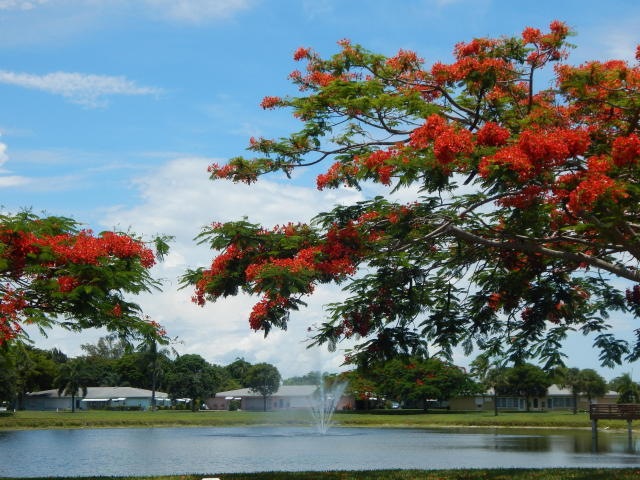 Flamboyan High Point 3