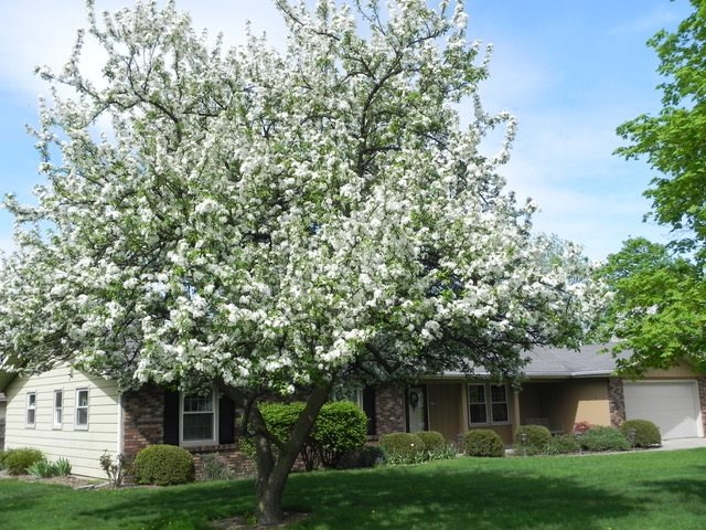 Just weeks before this tree is in full bloom.
