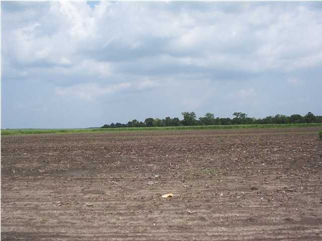 Primary Photo
