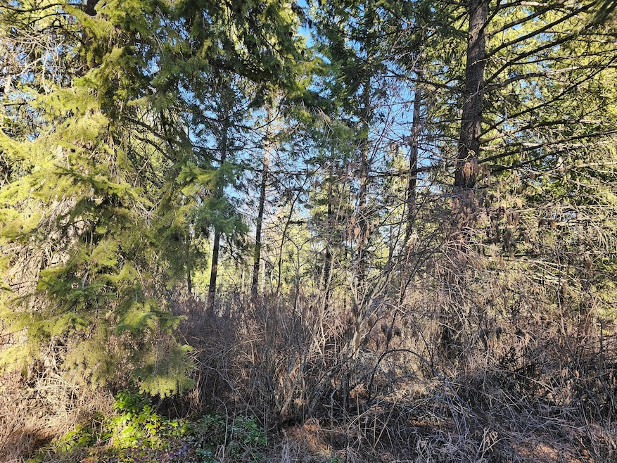 Treed Property