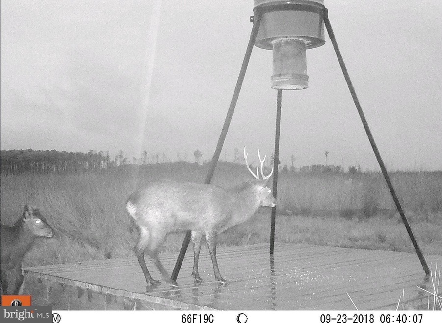 1744 E Tedious Creek Rd, Toddville, MD 21672 - photo 1