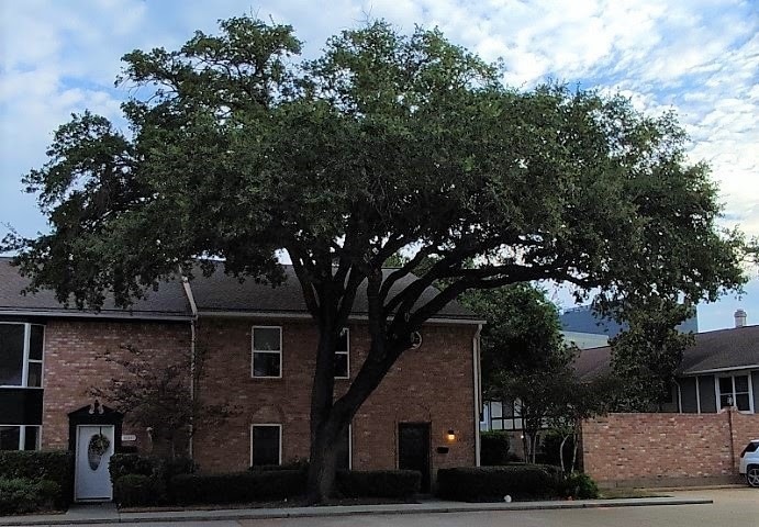 14289 Lost Meadow Ln, Houston, TX 77079 - photo 1