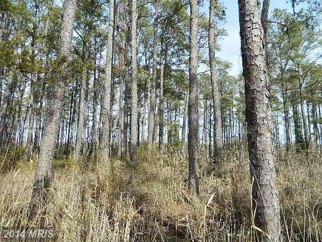 0 St Thomas Church Rd unit 1002939684, Toddville, MD 21672 - photo 1