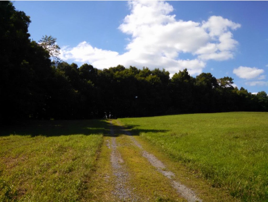 lush meadows