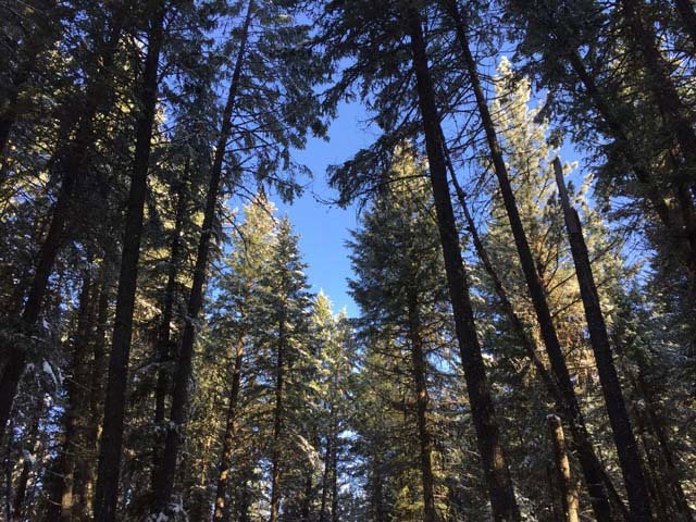 21 Blue Spruce Place unit 5, Cascade, ID 83611 - photo 1