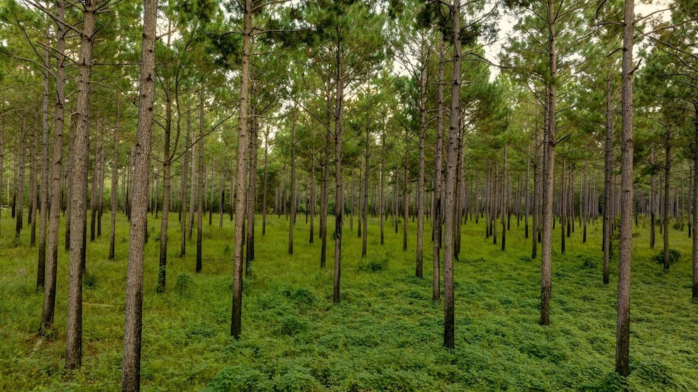 31 Georgia 41, Morgan, GA 39866 - photo 1