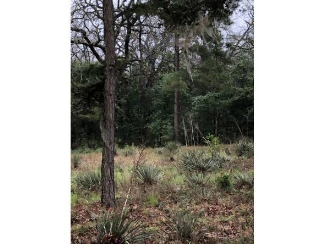 00 Old Tyler Rd, Nacogdoches, TX 75964 - photo 1