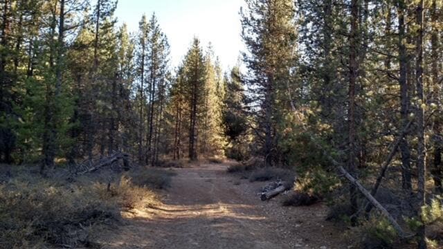 4800 Bear Flat (Nf 86), Chemult, OR 97731 - photo 1