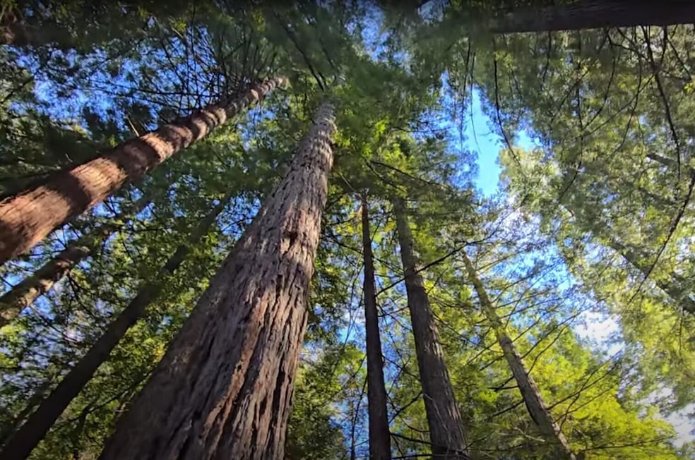 1777 Sprowl Creek Rd, Garberville, CA 95542 - photo 1