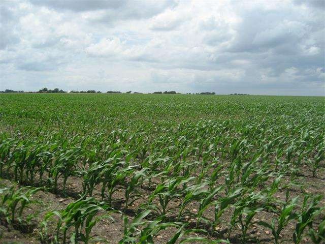 YOUNG CORN