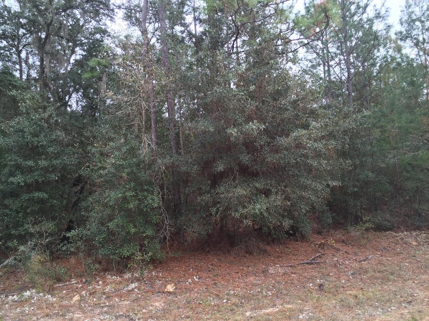 Wooded lot