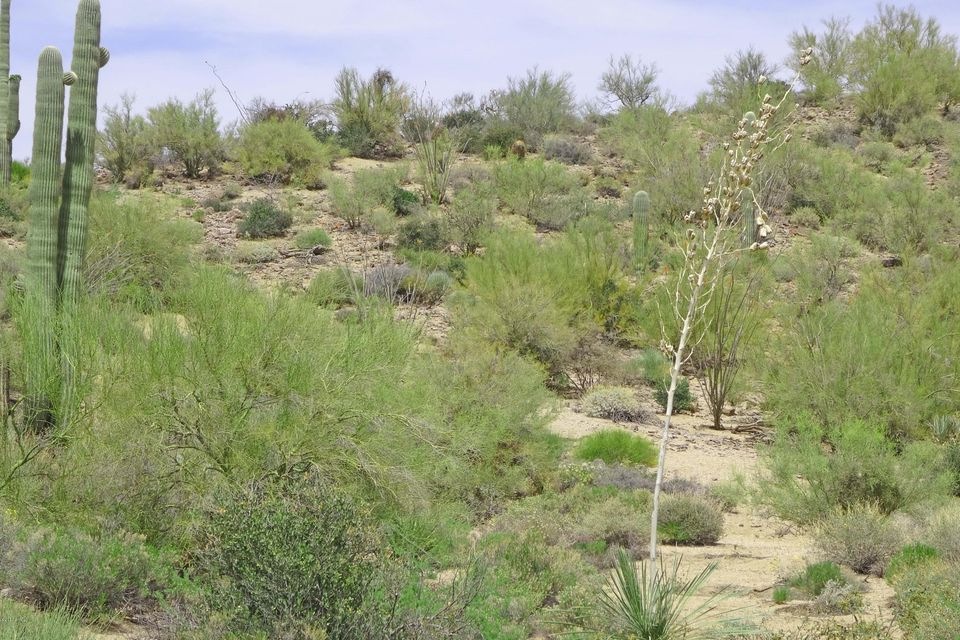 Looking North up at homesite 2