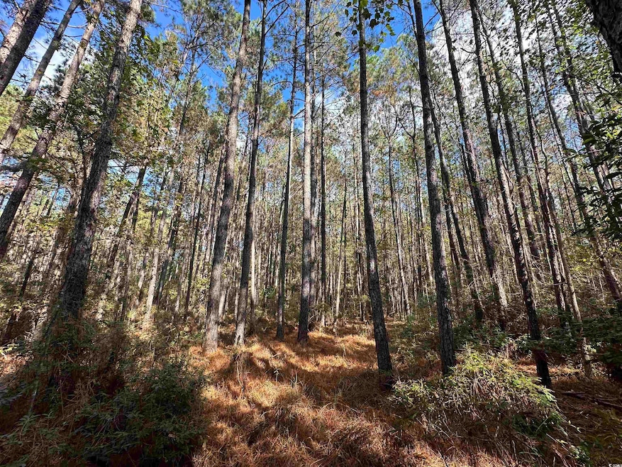 26 Acres-TBD Puncheon Creek Dr, Andrews, SC 29510 - photo 1