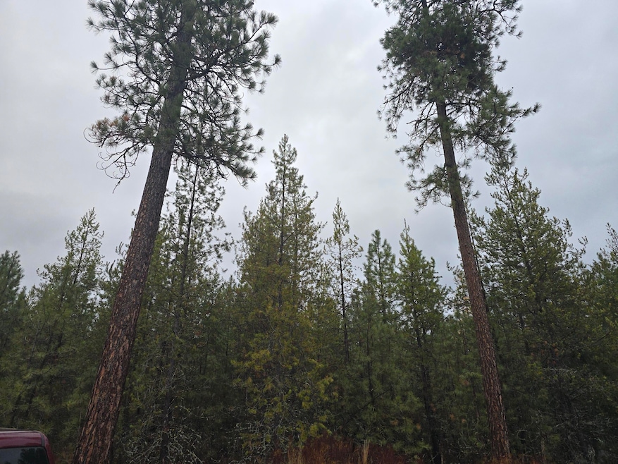 Timber view