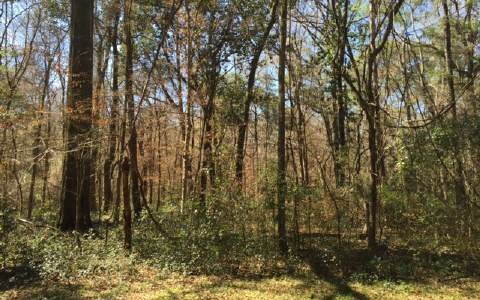 .TBD Bumble St, Fort White, FL 32038 - photo 1