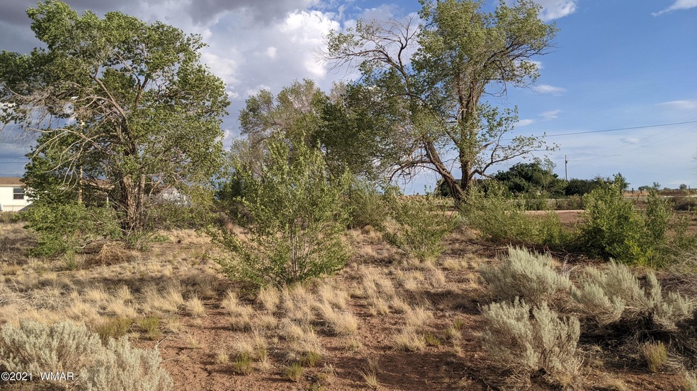 large trees on property