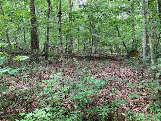 00 John Burch partial clearing in woods