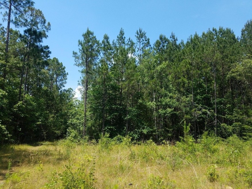 Cleared Area