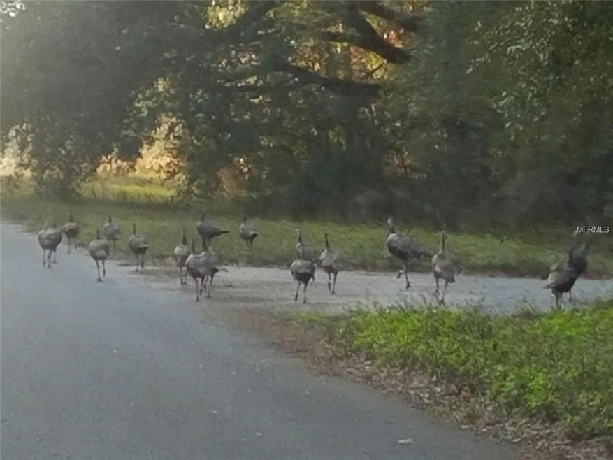 Wildlife everywhere!