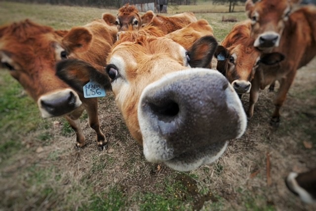 View of some of the neighbors! 
