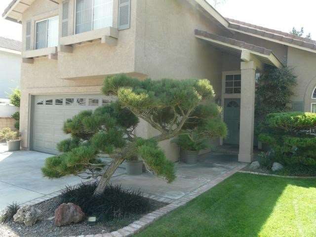 A total of 4 gorgeous Bonsai trees in the front.