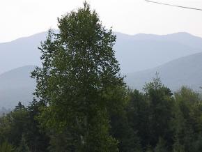 The View, Timber Lane