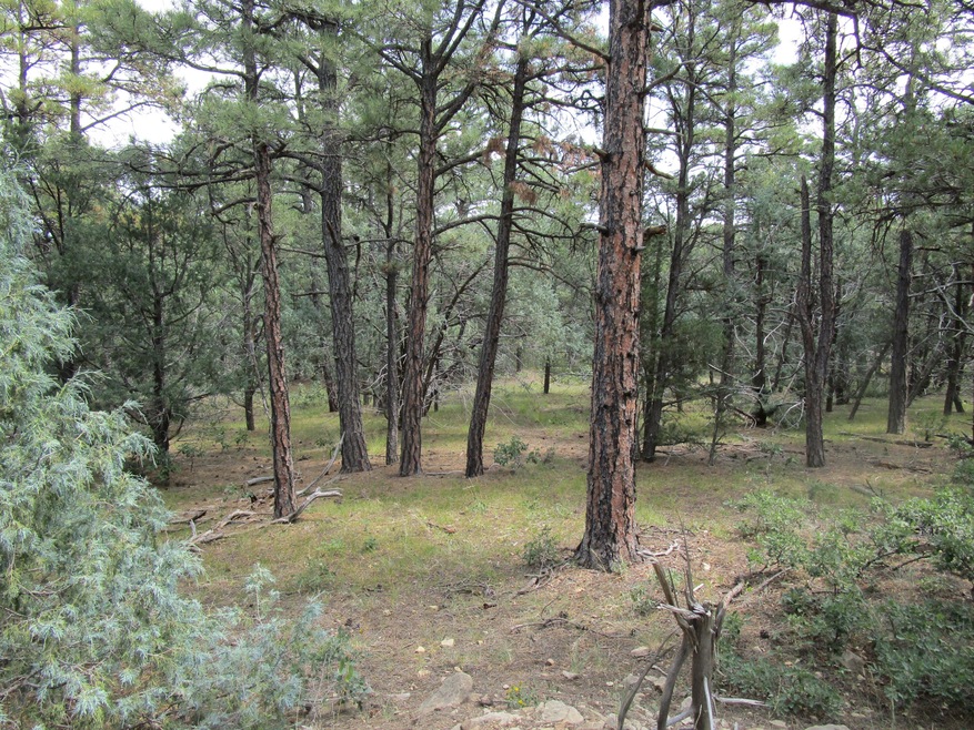 33024 Ponderosa Ridge Dr, Trinidad, CO 81082 - photo 1