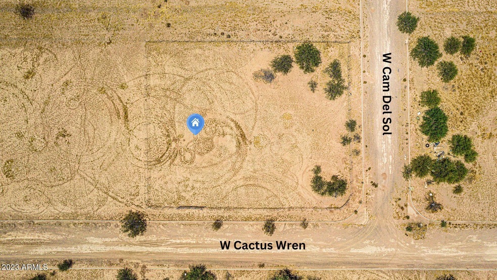 Cactus Wren