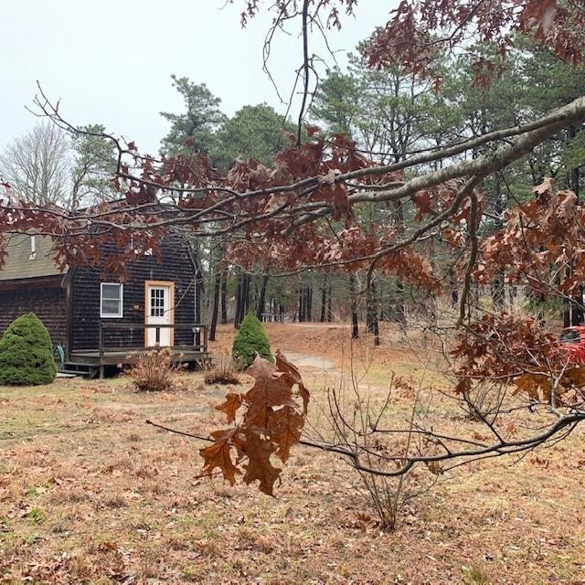 Nestled in the Pines