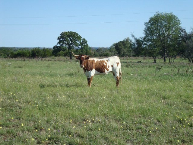221 S Buckeye Rd, Fredericksburg, TX 78624 - photo 1