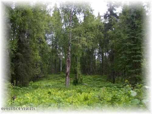 lots of trees