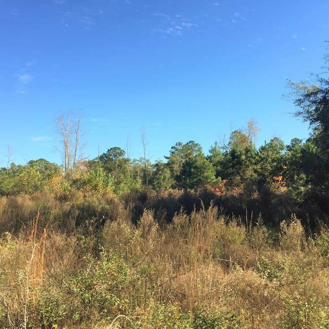 Lot 10 Old Bethel Rd, Crawfordville, FL 32327 - photo 1