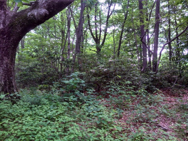 TBD Hughes Shelter Rd, Meadows of Dan, VA 24120 - photo 1