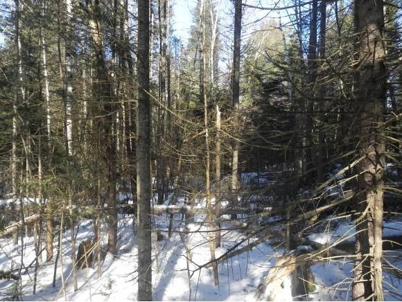 0 Cold Spring Rd, Williamstown, VT 05679 - photo 1