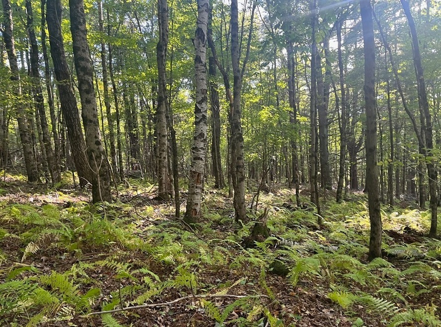 25 Kennedy Rd, West Brookfield, MA 01585 - photo 1