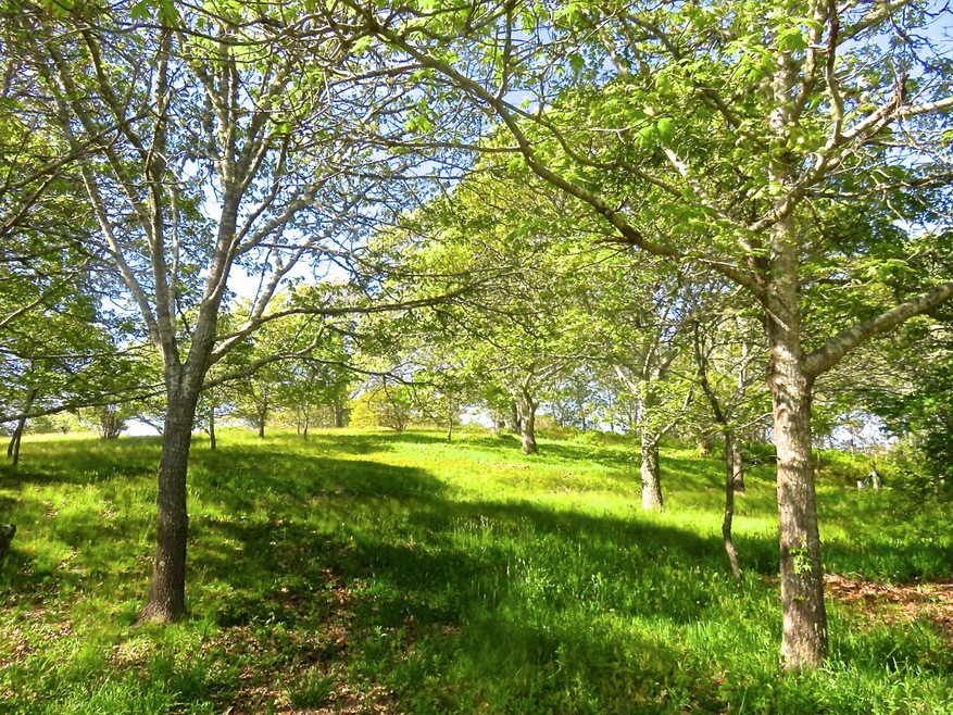 11B Rose Meadow Way, Aquinnah, MA 02535 - photo 1