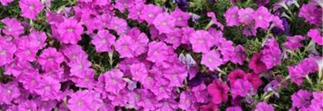 0 Nandina Way unit 233374, Crawfordville, FL 32327 - photo 1