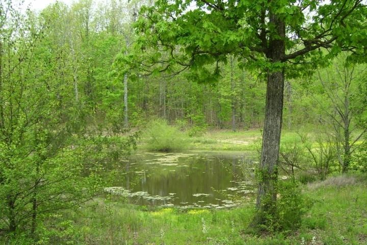 Community Pond