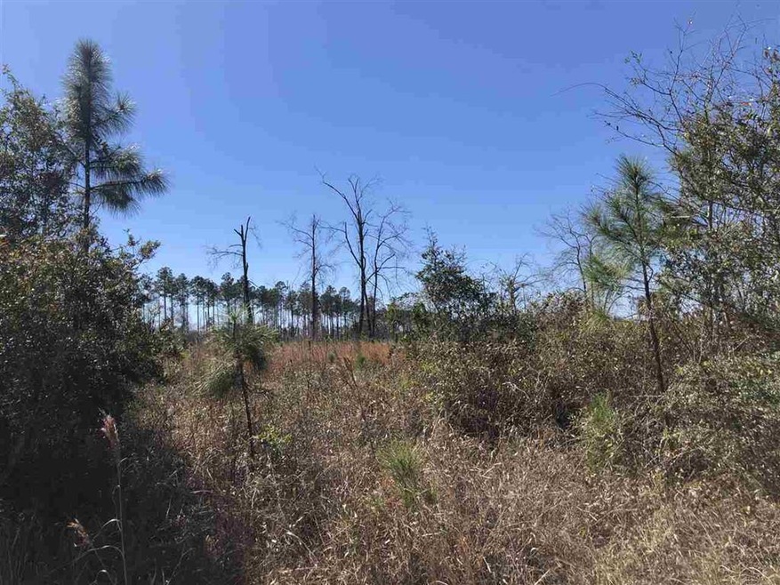 XXXX Coastal - Lot 4 Hwy, Crawfordville, FL 32327 - photo 1
