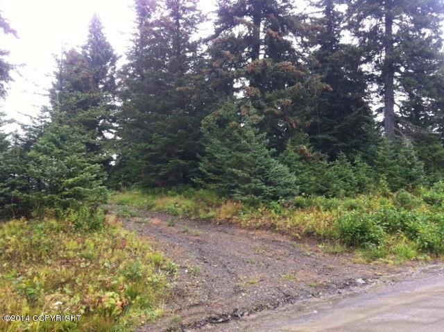 photo 2 (20)