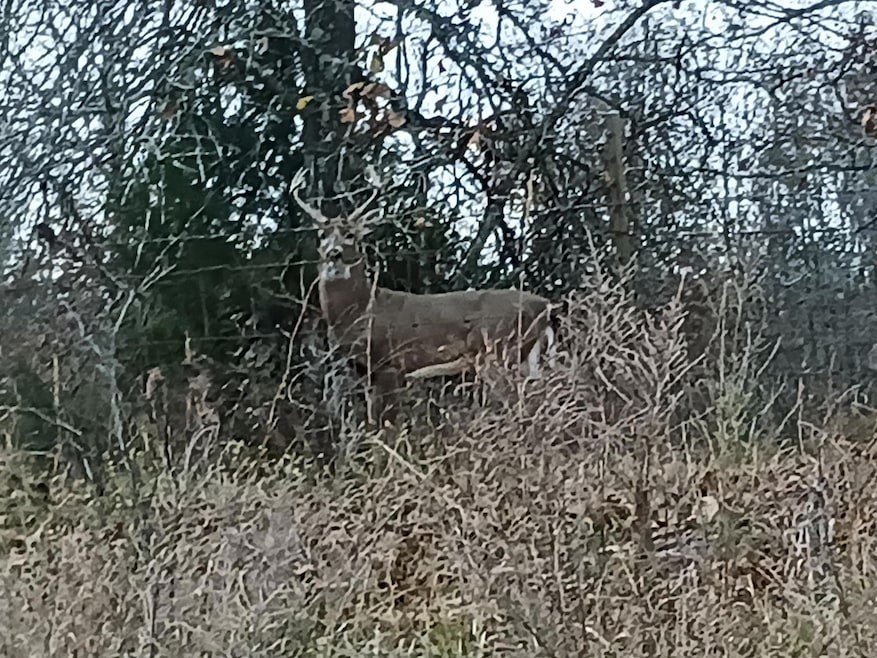 Deer Pic