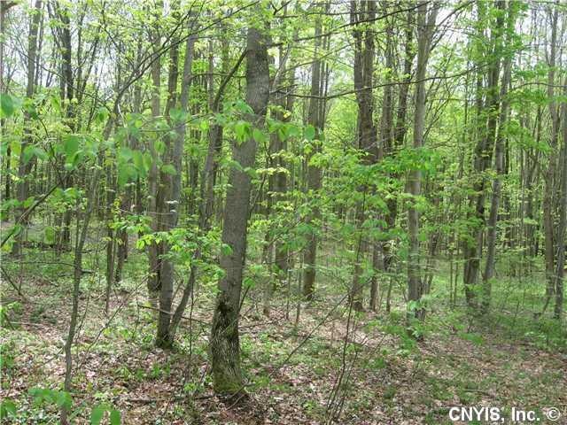Land. Great level land for recreational purposes.