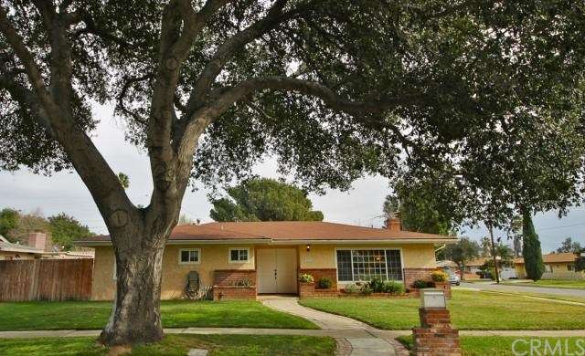 Majestic oak tree view from living room window