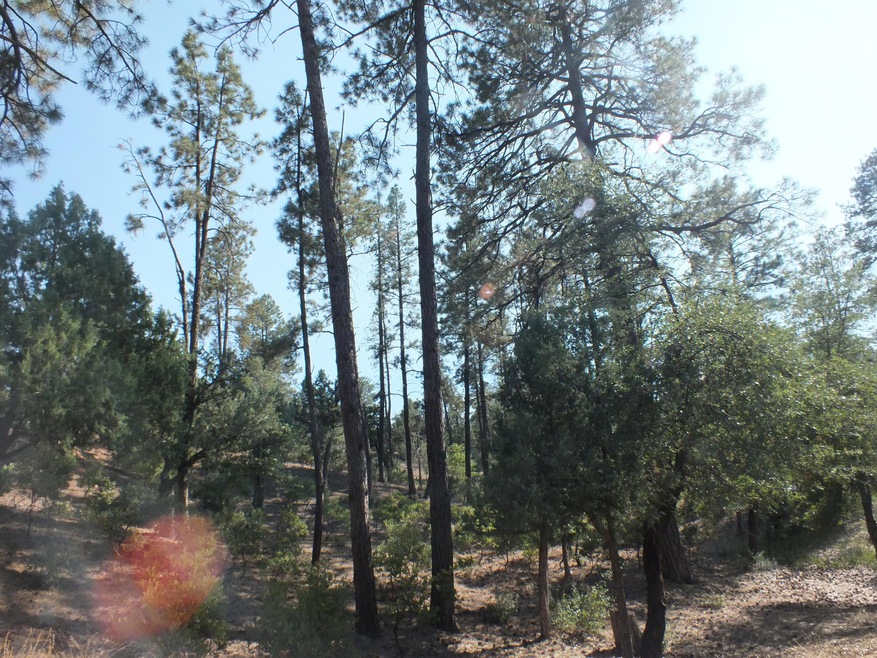 Tall Pines on Lot