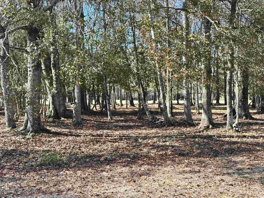 View of local wilderness